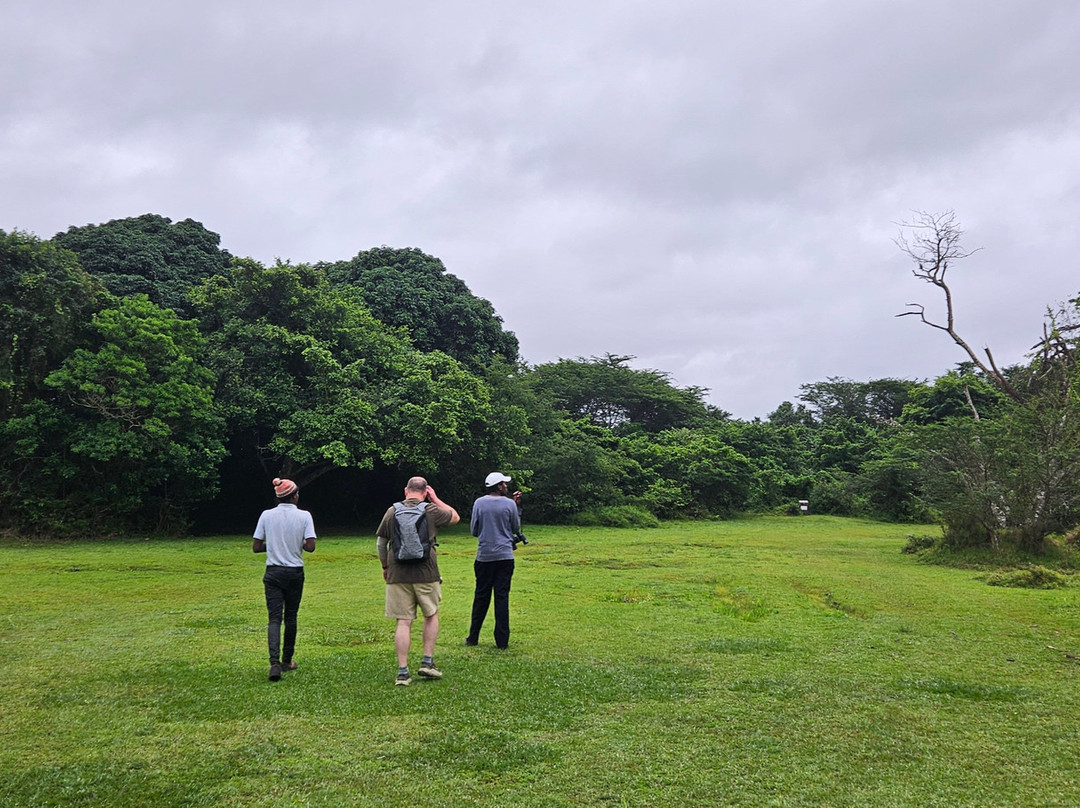 St.lucia Birds & Birding-圣露西亚必去景点