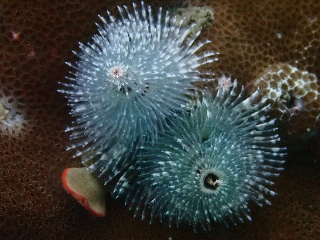 Koh Chang Divers-象岛必去景点