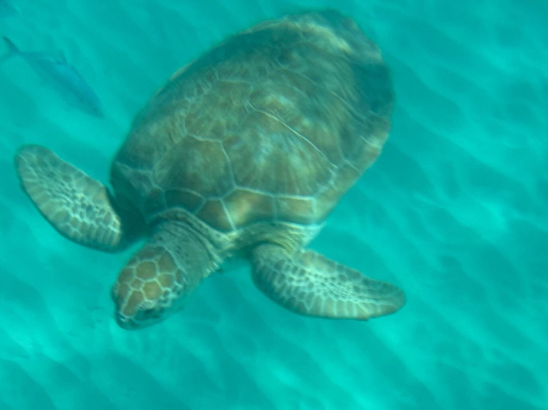 Radical Watersports-Speightstown必去景点