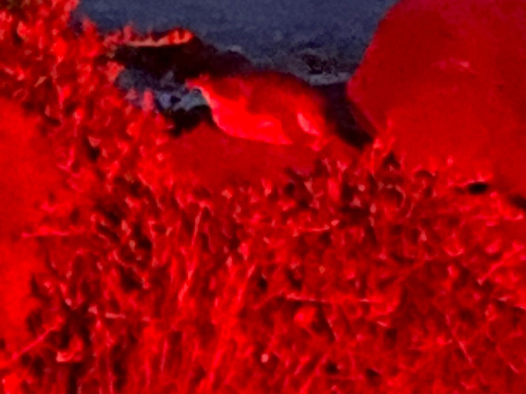 Penguin Observation Centre-伯尼必去景点