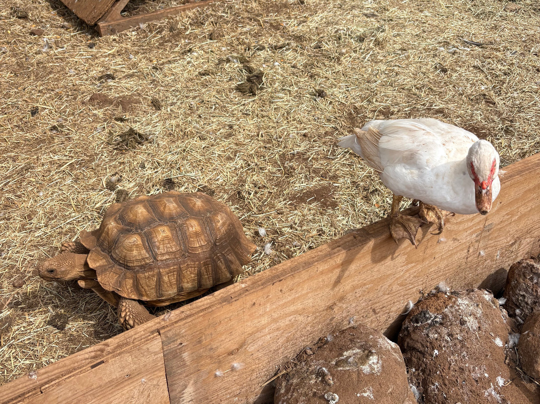 Maui Animal Farm-拉海纳必去景点