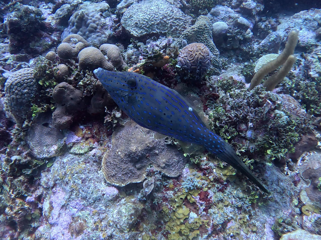 Rincón Dive Center-Rincon del Mar必去景点