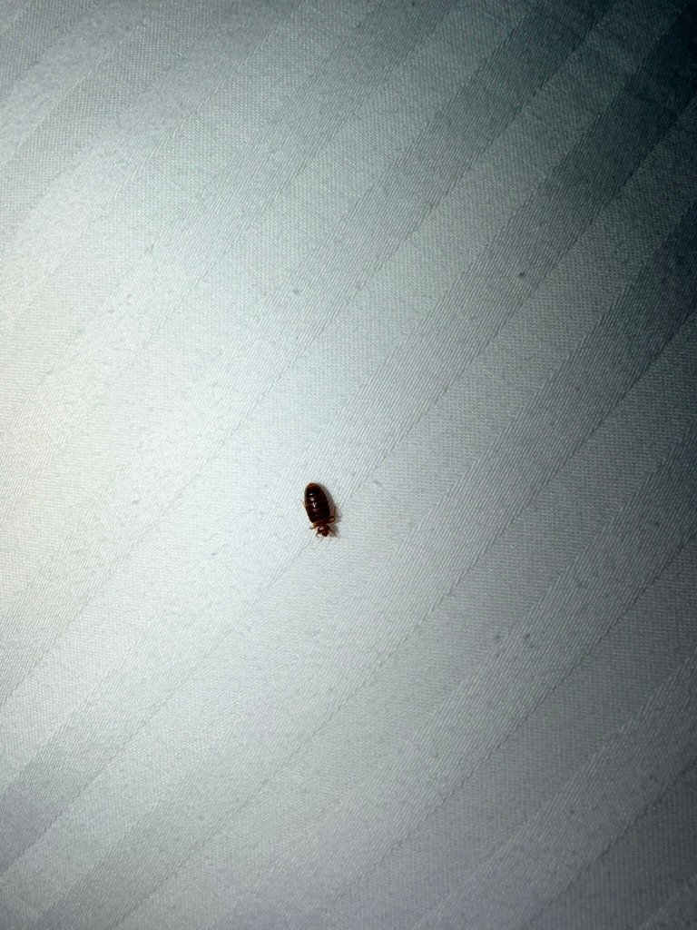 Isle Casino Hotel Waterloo-官方