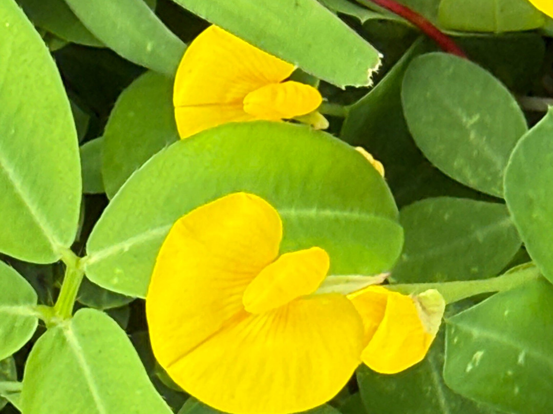 茉莉芳香大厦-图班必去景点