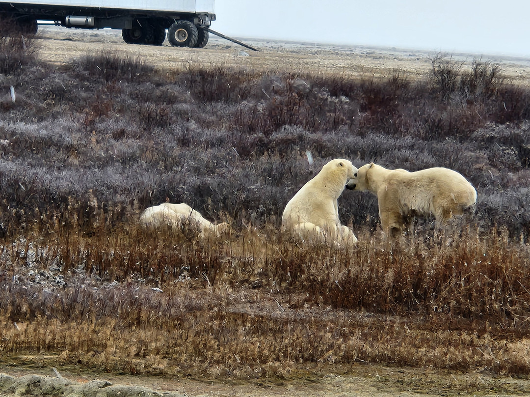 Churchill Northern Studies Centre-丘吉尔必去景点