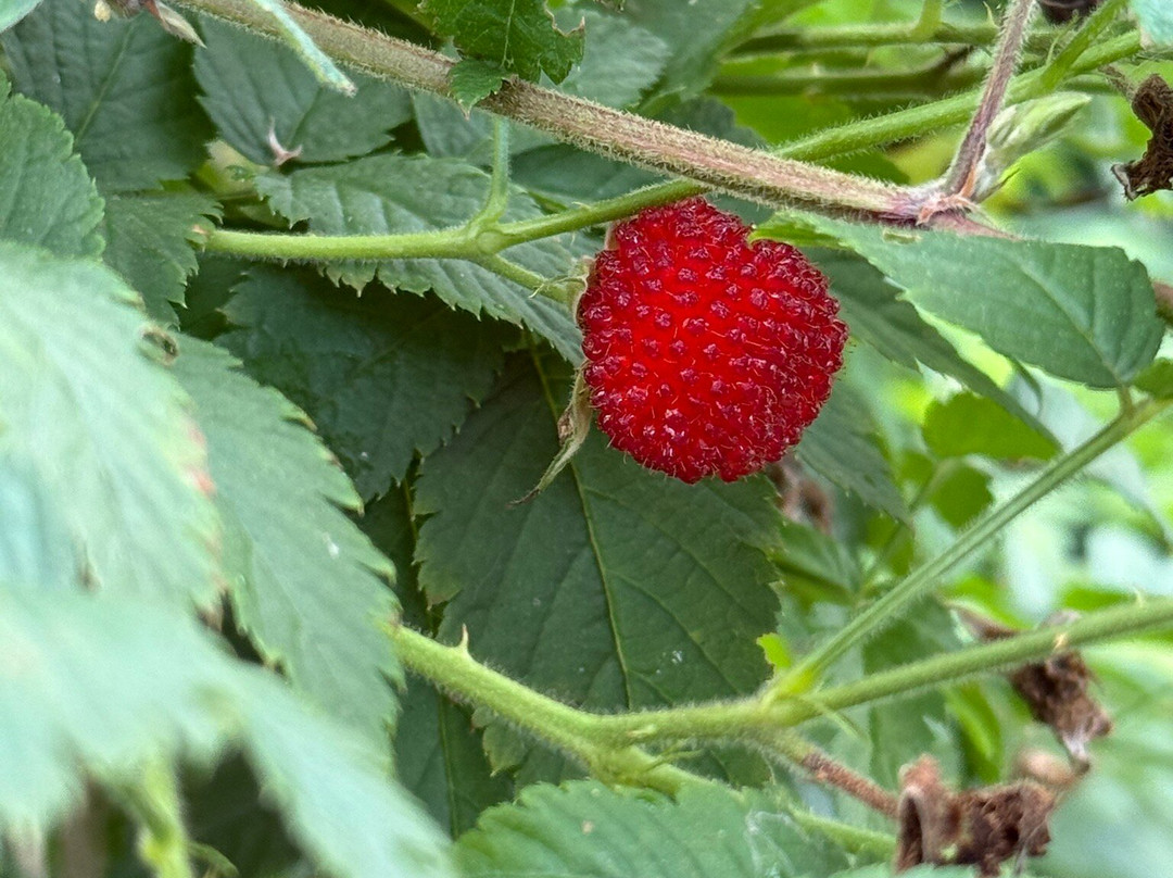 夏威夷仙境农场-哈陆亚洛亚必去景点