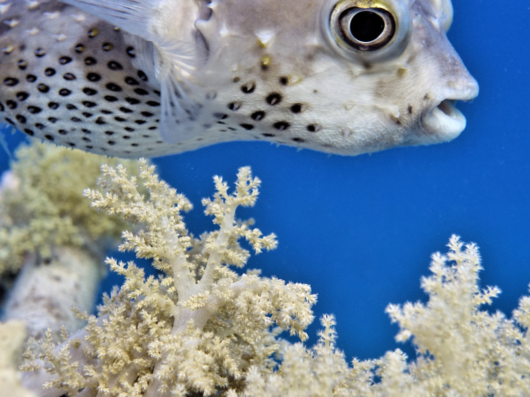 ORCA Dive Club Coral Garden-Safaga必去景点