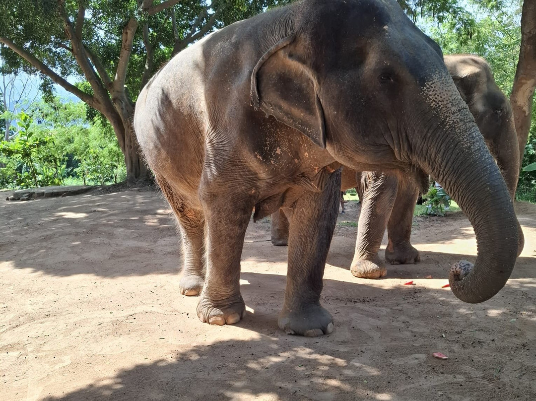 Samui Elephant Sanctuary-波普特必去景点