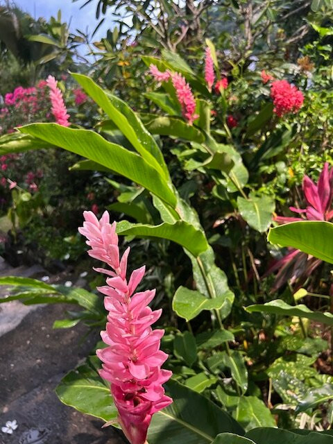 Levuka Homestay主图