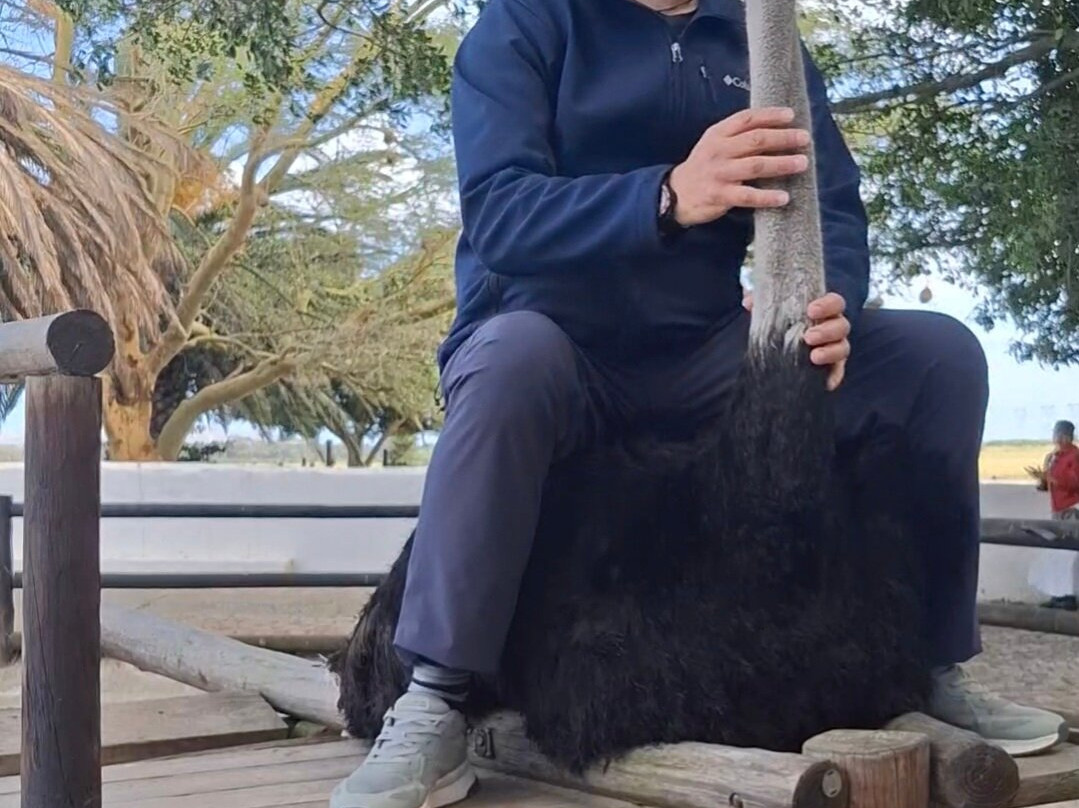 Cape Town Ostrich Ranch-开普敦中心区必去景点