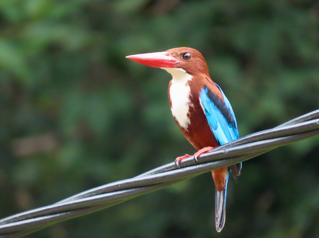 Vietnam Village-巴淡岛必去景点
