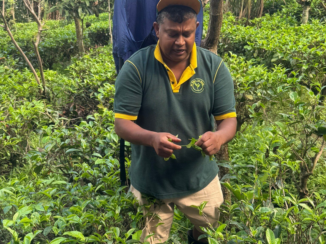Ella Organic Tea Garden-Heeloya必去景点