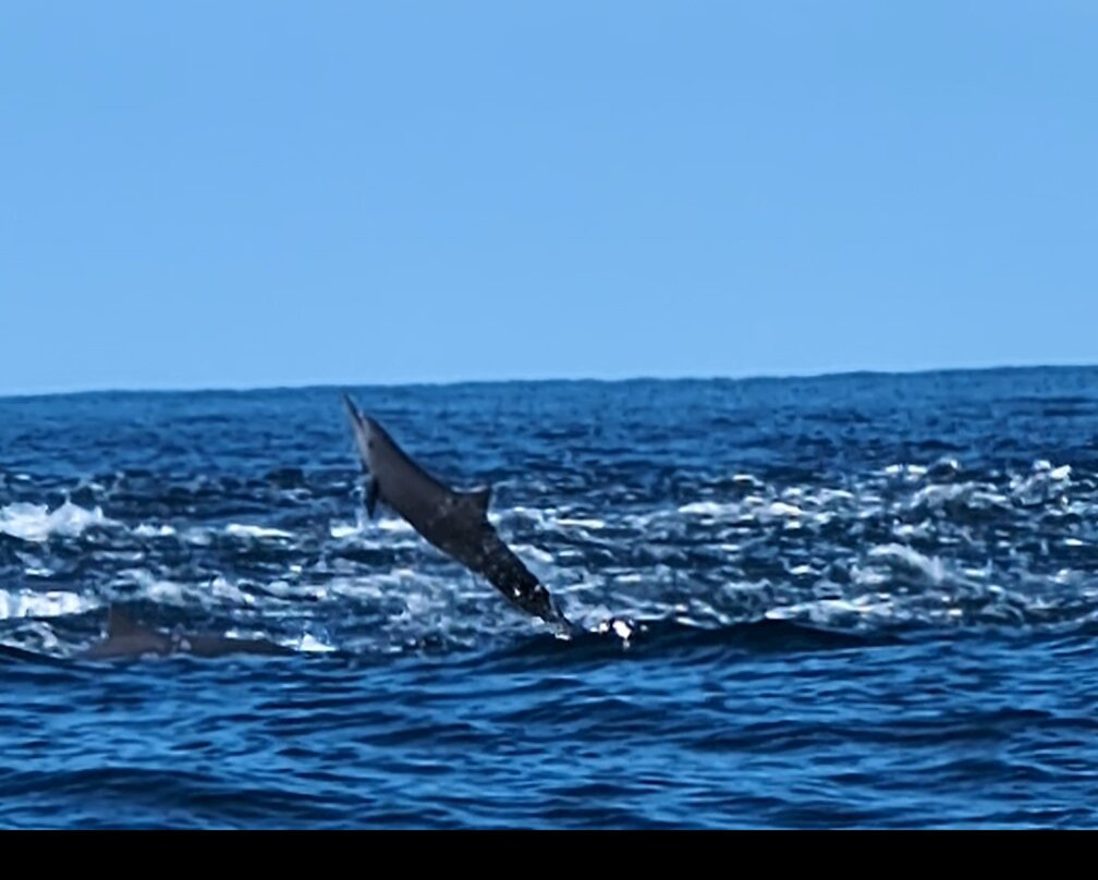 Cacho's Surf School-诺萨拉必去景点