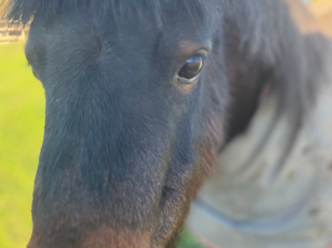 Woodlands Alpaca Farm-沃灵顿必去景点