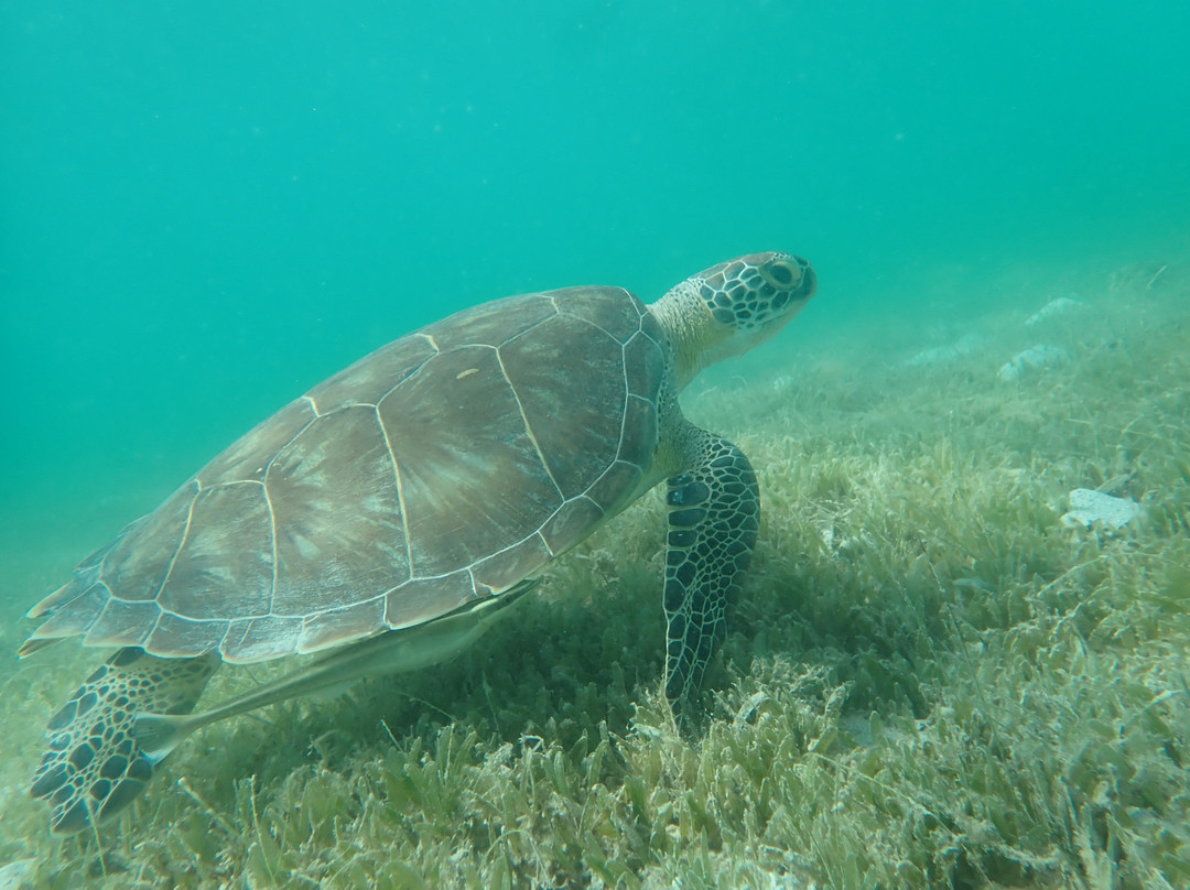 St.Thomas Scuba and Snorkel Adventures-圣 托马斯必去景点