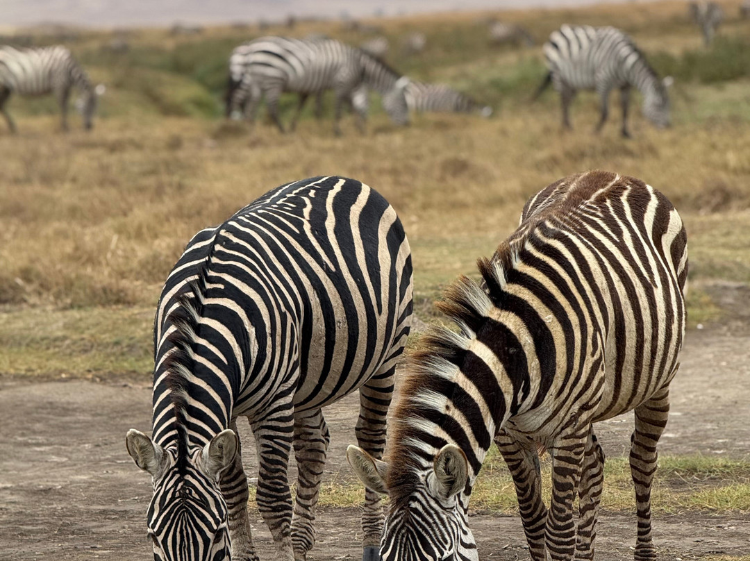 BADGER ADVENTURES TOURS & SAFARI-Arusha Chini必去景点