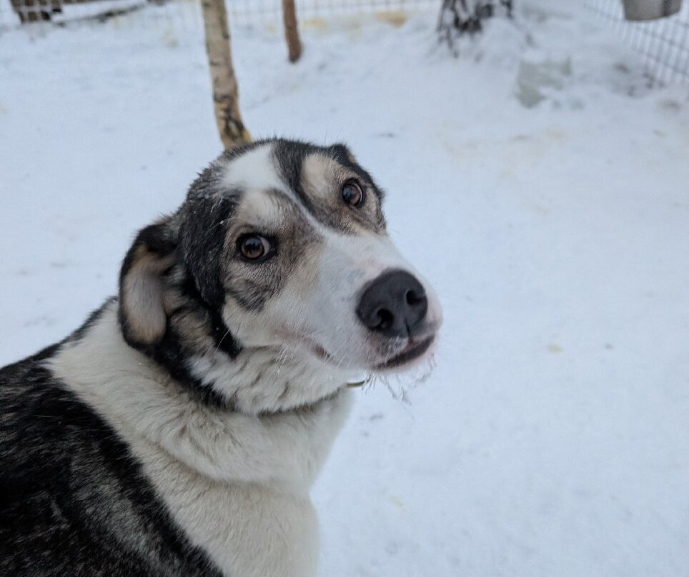 Arctic Borealis Huskies-Ranua必去景点