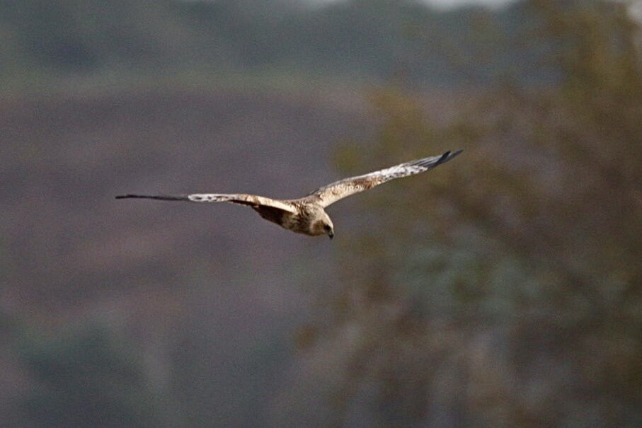 Birds Of Poole Harbour Events-普尔必去景点