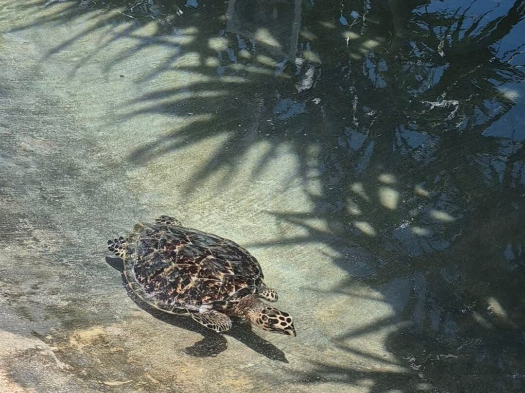 Atmosphere Tours-维拉港必去景点