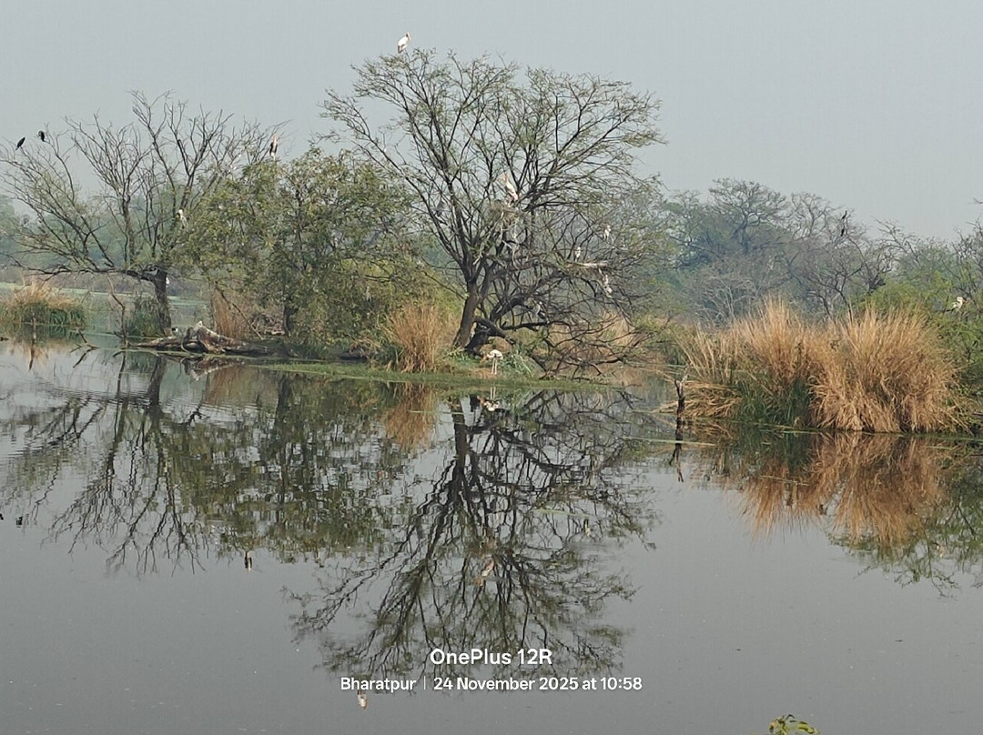 Bharatpur Bird Sanctuary-巴拉特浦必去景点