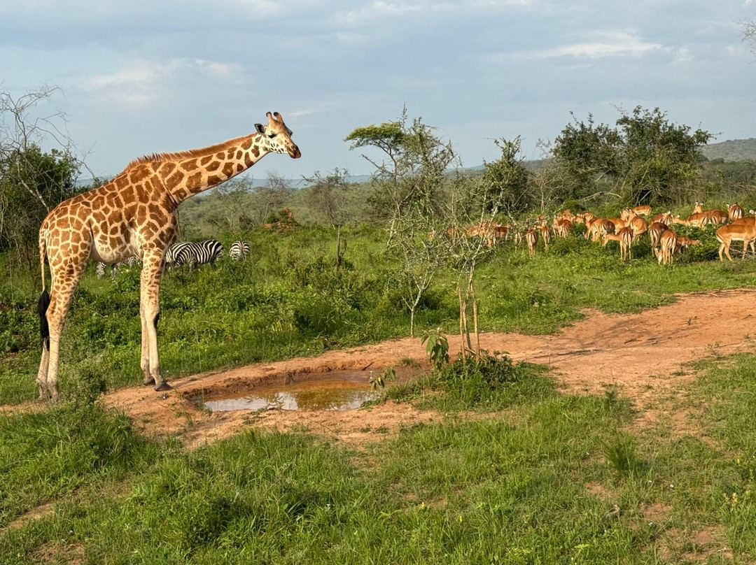 Gorilla Riddles-坎帕拉必去景点