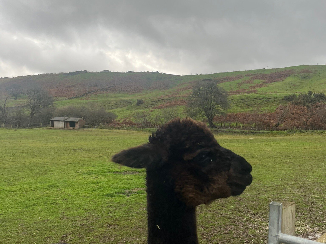 Little Alpaca Company-Kildale必去景点