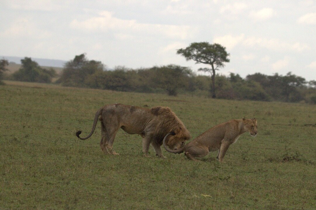 Regal African Safaris-Usa River必去景点