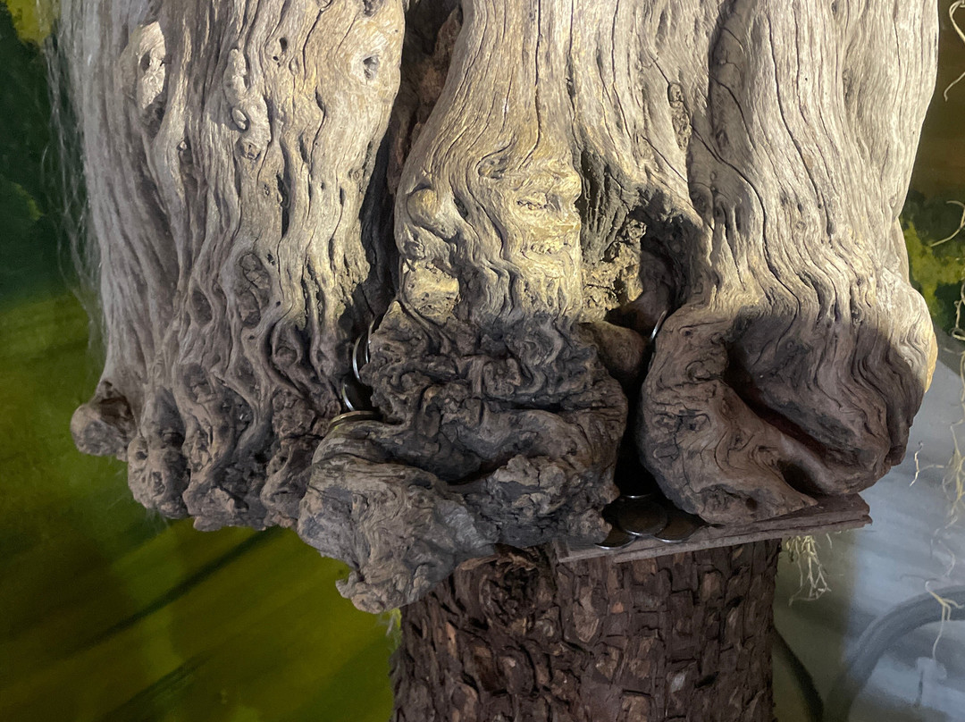 La Casa de los Duendes-华斯卡德奥坎波必去景点