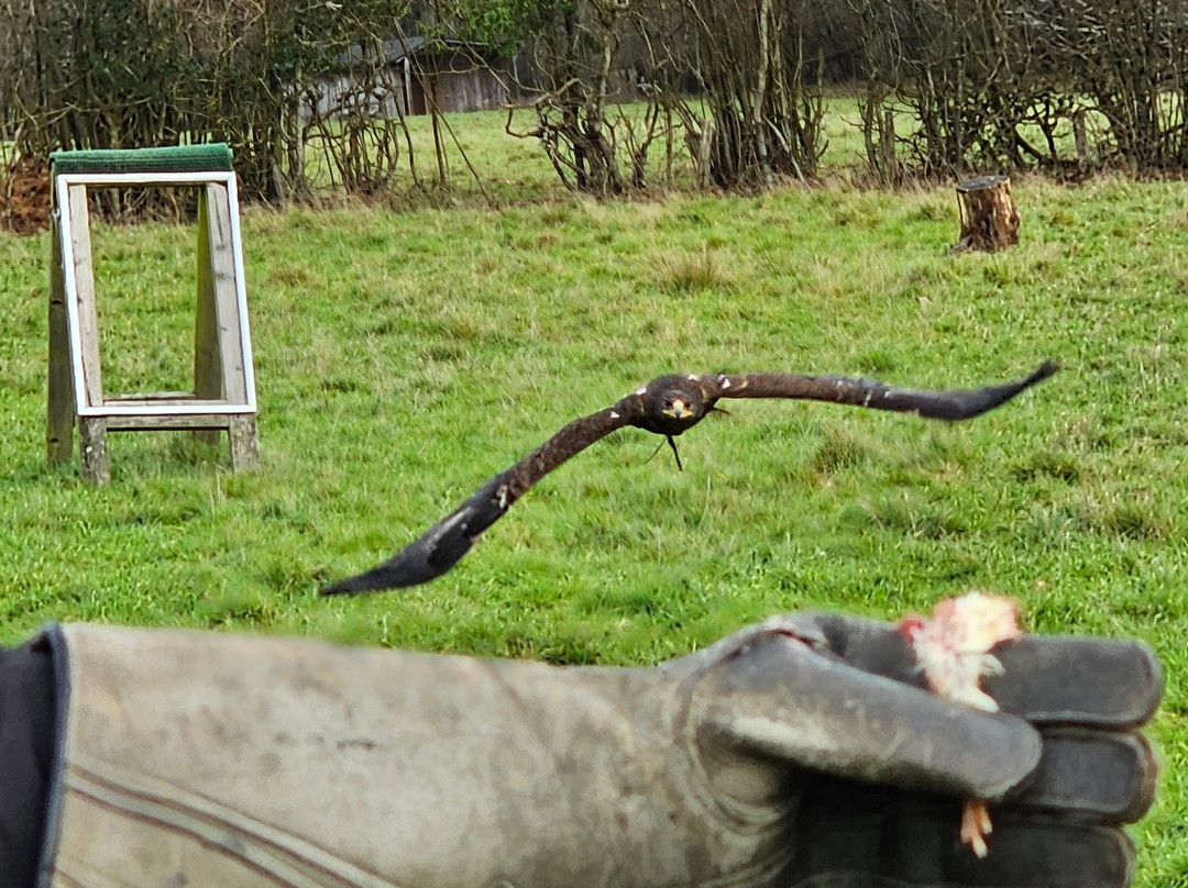 UK Owl And Raptor Centre-Groombridge必去景点