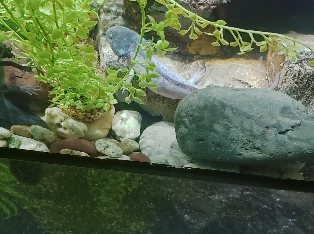 Acuario Michin Ciudad De Mexico-墨西哥城必去景点