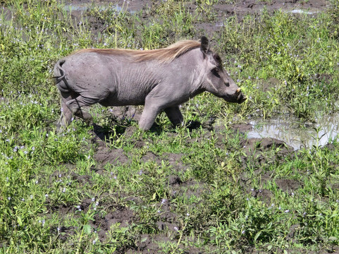 Shammah Wonders Safari Ltd-莫西必去景点