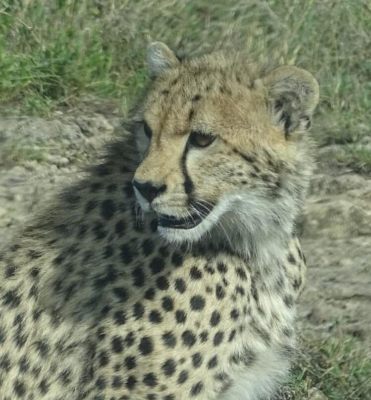 KILI SLOPE TOURS AND SAFARIS LTD-Usa River必去景点