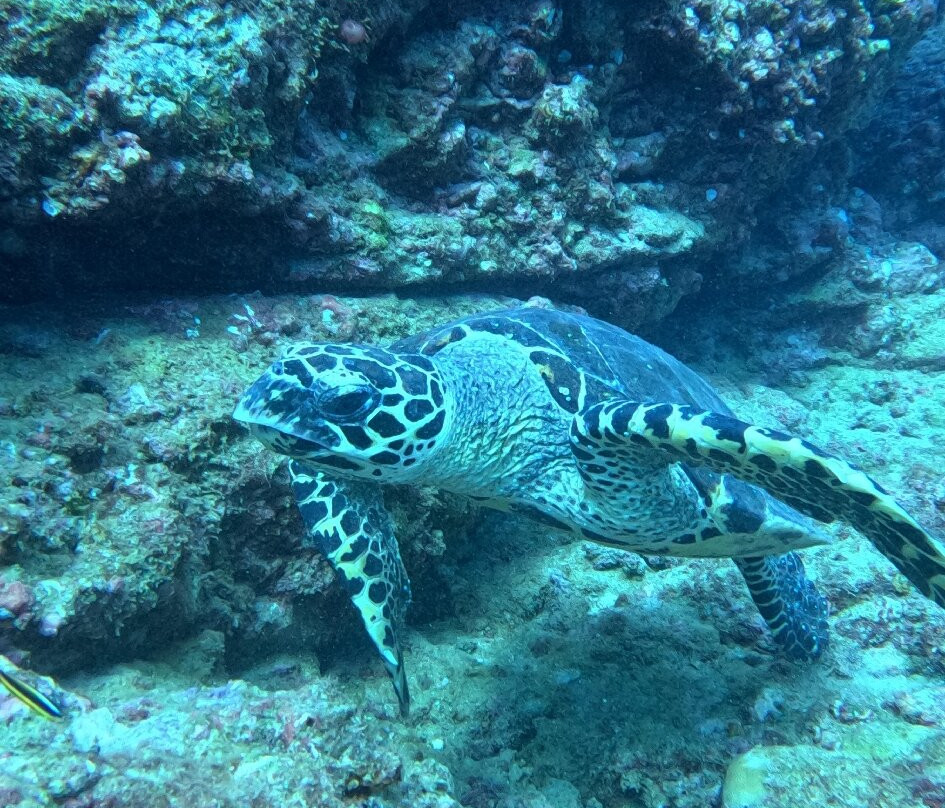 Picolina Tours-德雷克湾必去景点