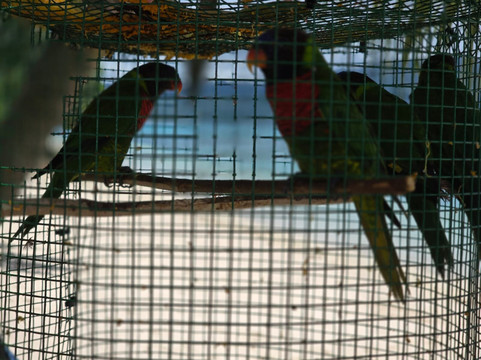 Turtle Beach Bungalow & Tours-Pele Island必去景点