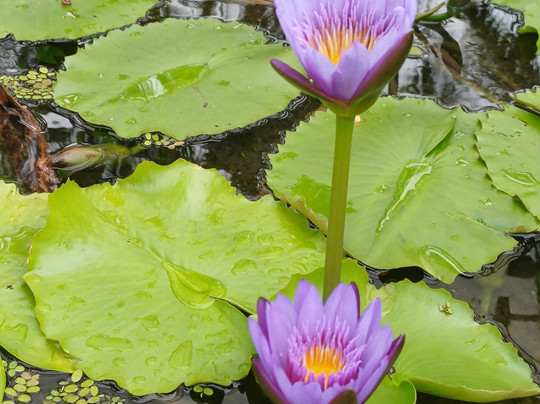 珍拉汀假日别墅度假村主图