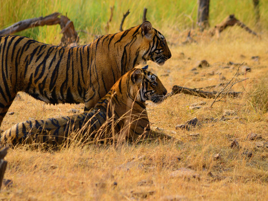 Ranthambore Tiger Safari Experience-Ranthambhore Fort必去景点