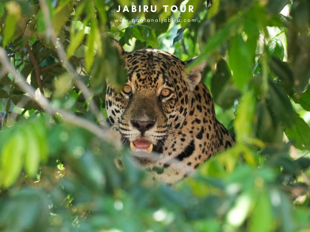 Jabiru Tour-Cuiaba必去景点