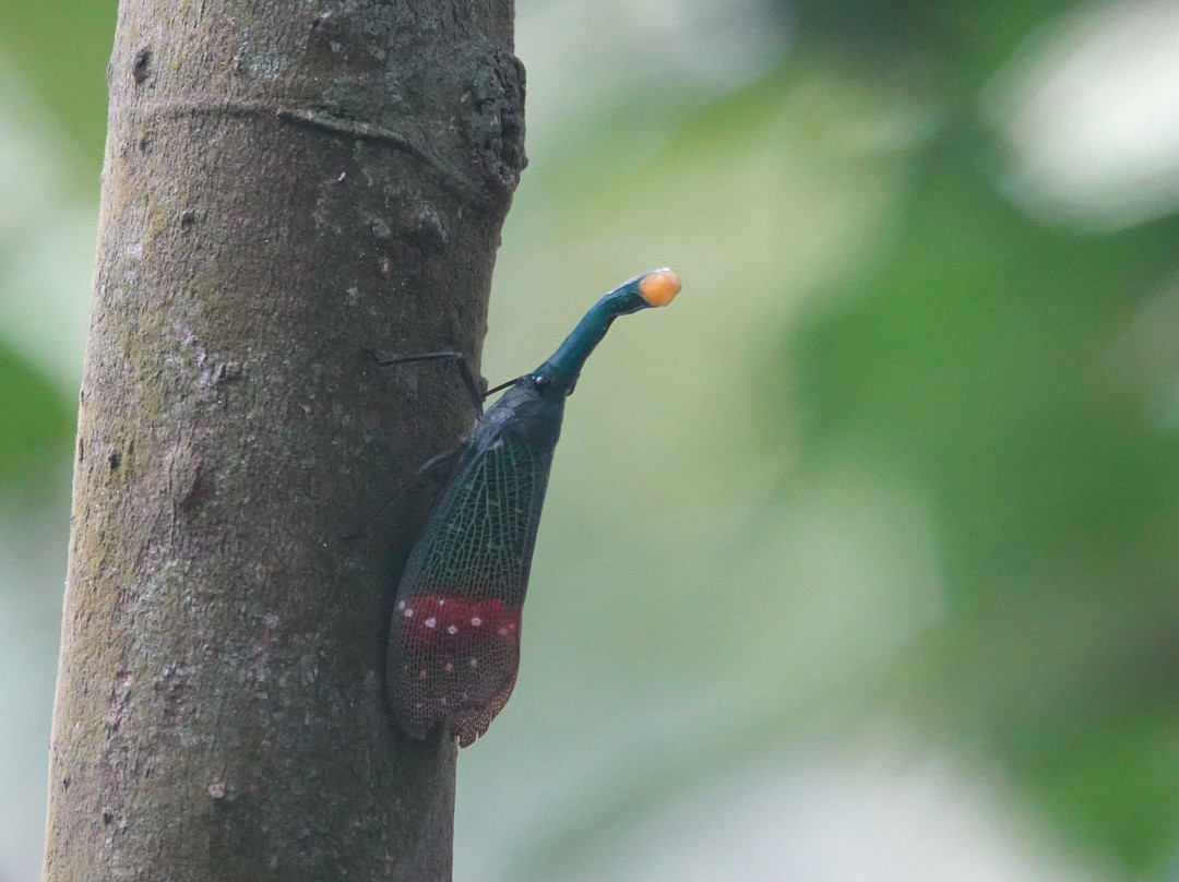 SUMECO (Sumatra Ecoproject)-武吉拉旺必去景点
