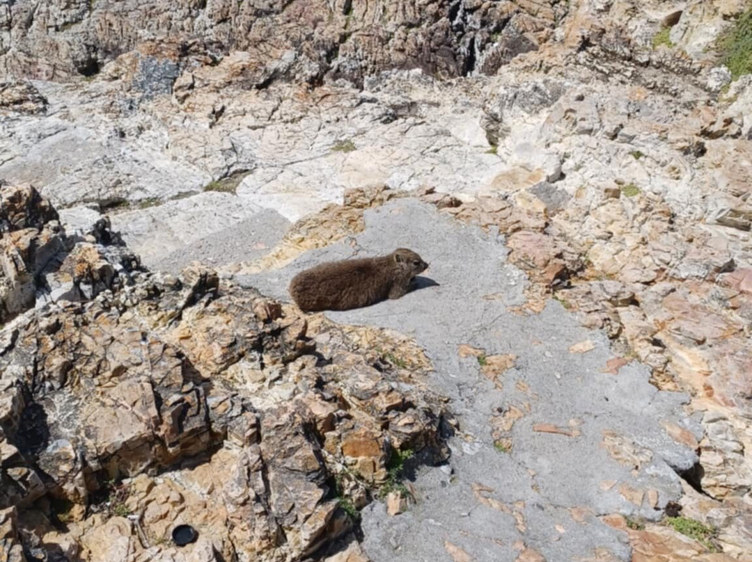 Hermanus Cliff Path-赫曼努斯必去景点