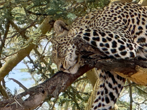 Buhaya Trekking Safaris-阿鲁沙必去景点