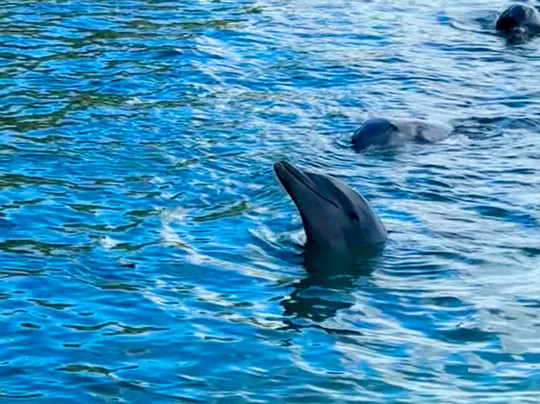 Dolphin Cove Moon Palace Jamaica Grande-奥乔里奥斯必去景点