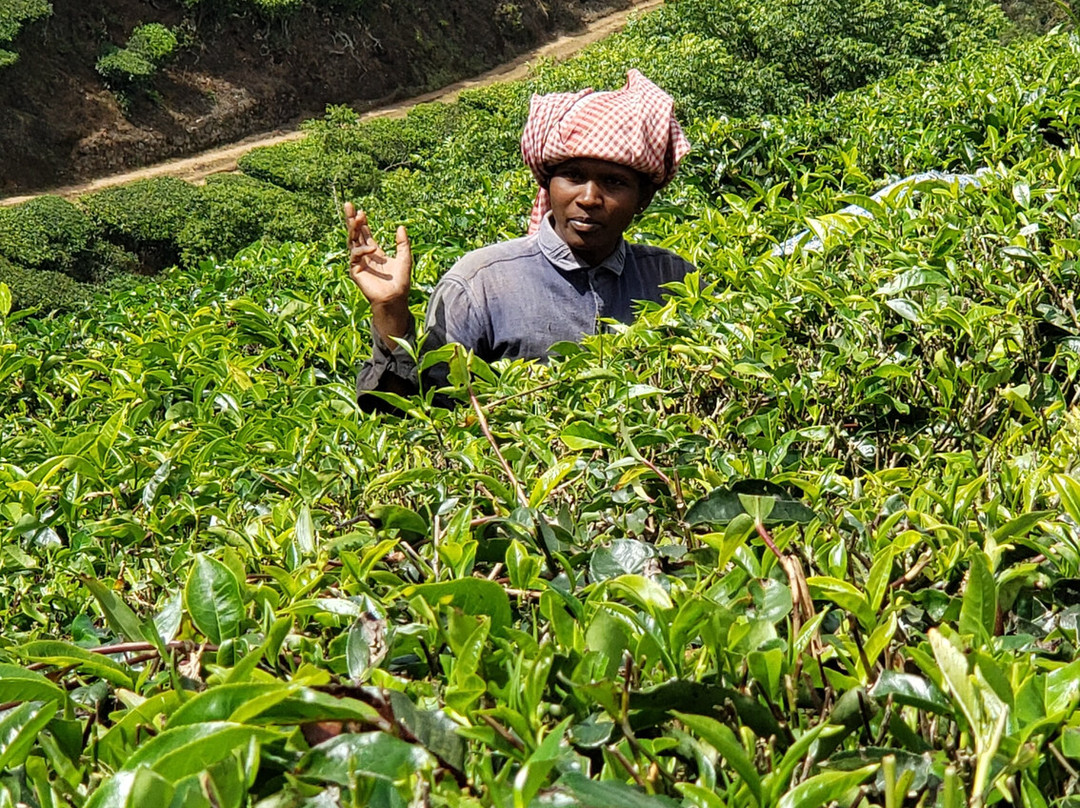 Munnar Nature Trekking Adventures-慕那尔必去景点