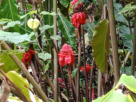 Tahiti Safari Expedition-阿鲁埃必去景点