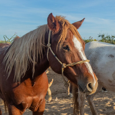 Cerritos Cowboy-Playa Cerritos必去景点