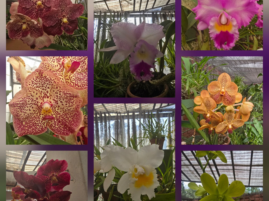 Lux Tours Lanka-康提必去景点