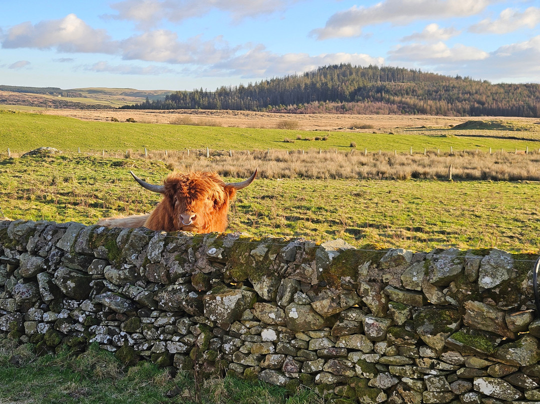 Kitchen Coos & Ewes-New Luce必去景点