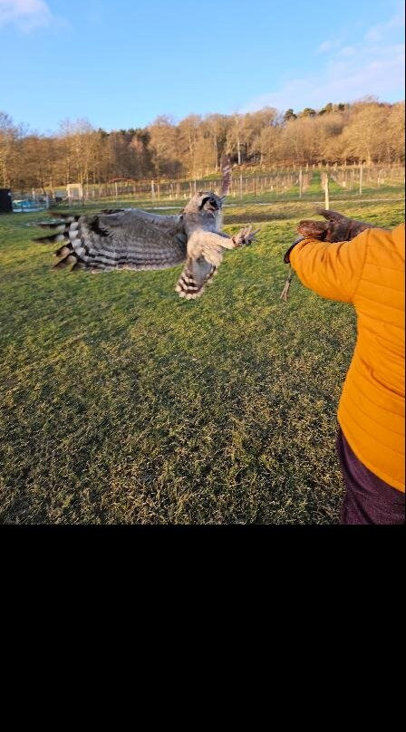 UK Owl And Raptor Centre-Groombridge必去景点