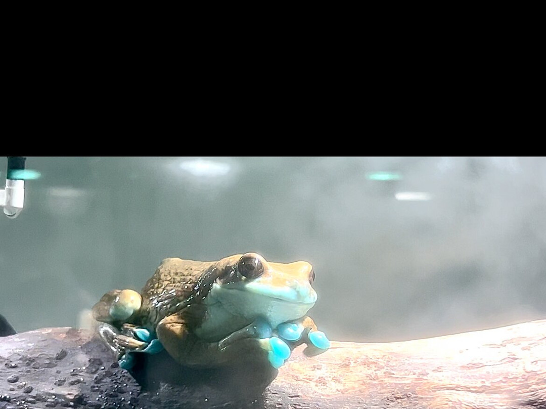 Wikiri Sapoparque-基多必去景点