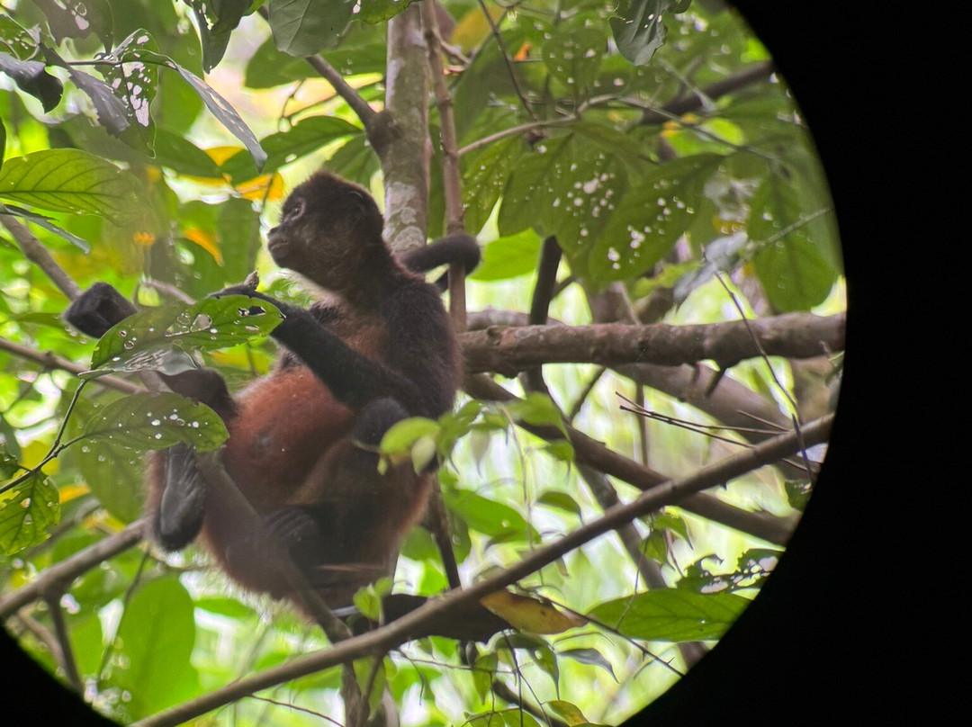 Rainforest Chronicles-希门尼斯港必去景点