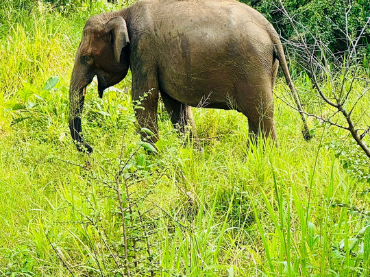 White Bridge House and Resort主图